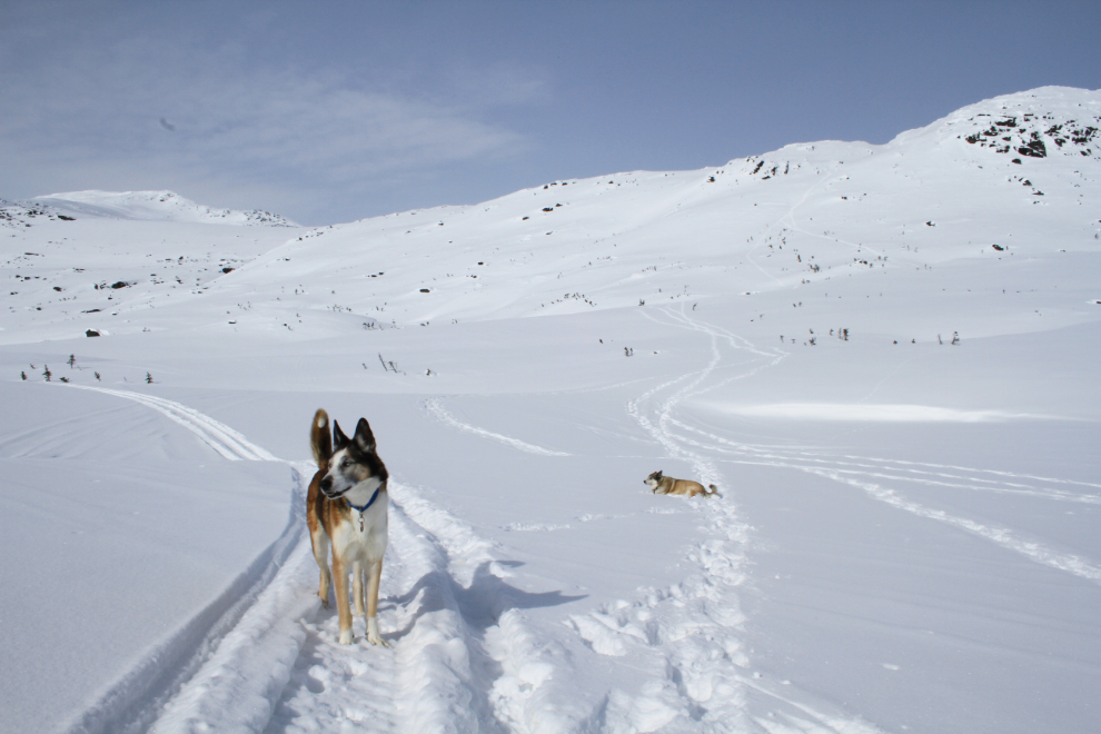 Monty and Kayla in the White Pass
