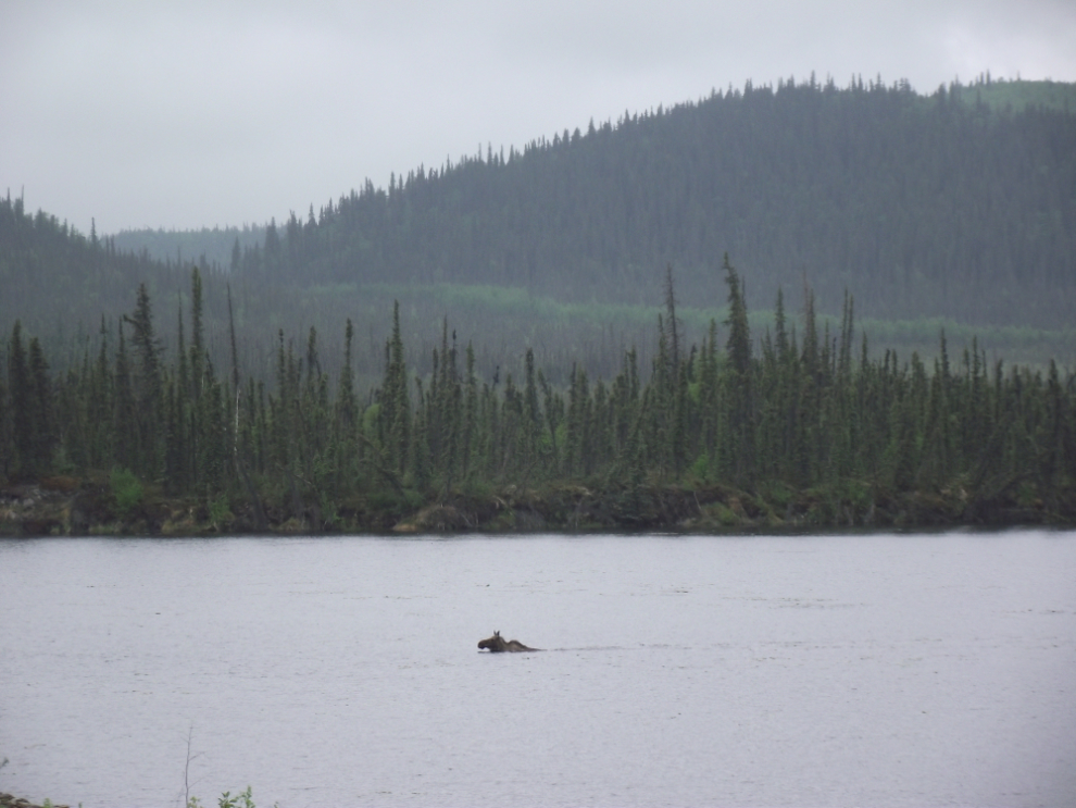 Moose swimming towards the Alaska Highway