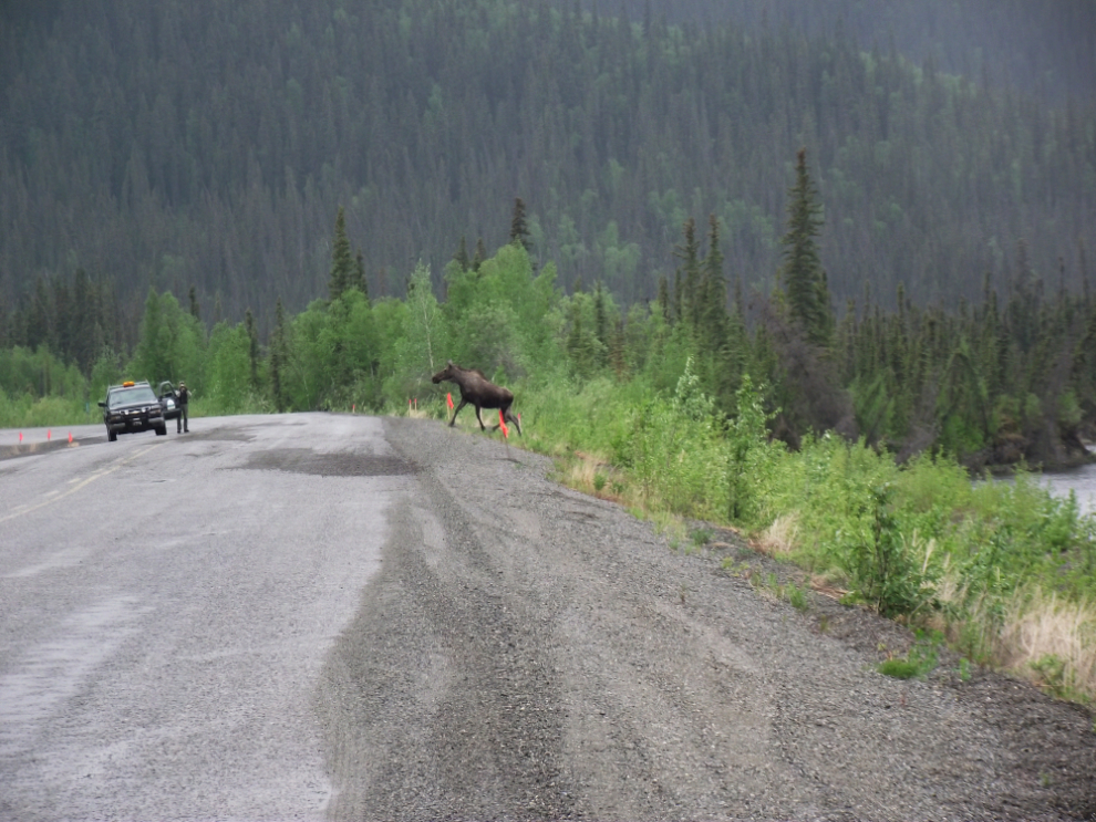 Moose crossing the Alaska Highway