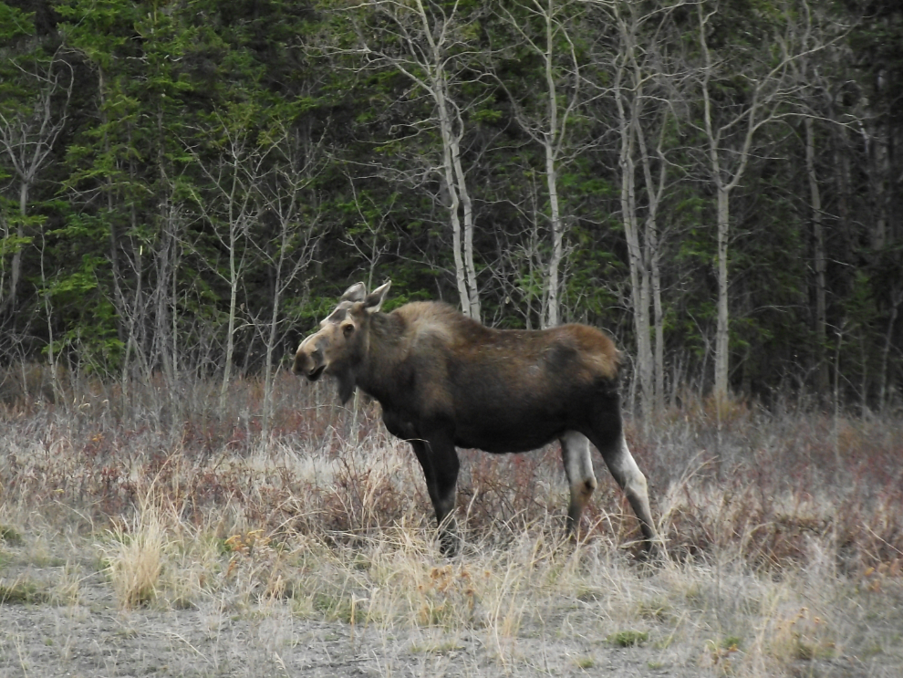 A cow moose along the Alaska Highway near Whitehorse