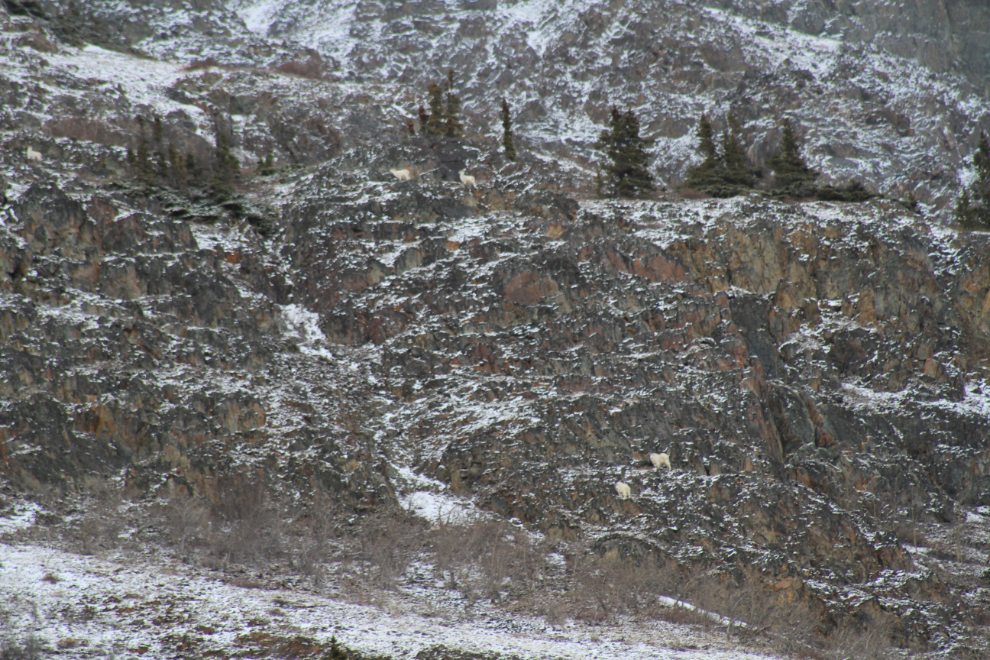 Mountain goats and Dall sheep on Dail Peak, Yukon