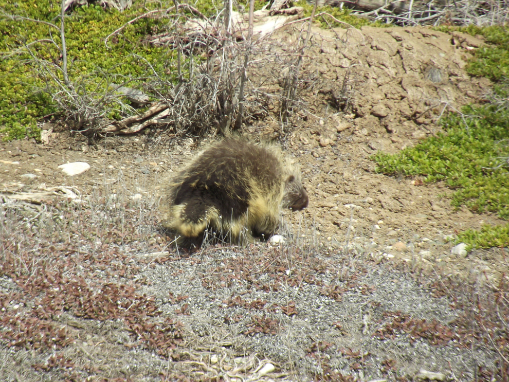 A porcupine along the Alaska Highway