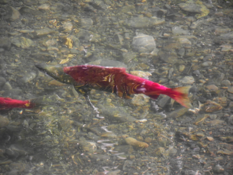 Spawning salmon in the Klukshu River