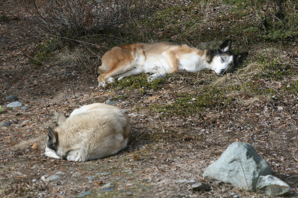 Spring dogs enjoying warm dirt