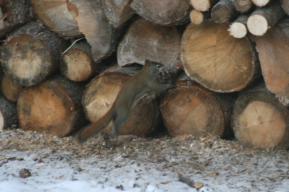 Renovating the squirrel condo