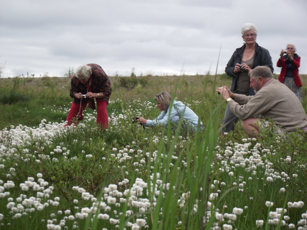 Arctic cotton grass - Eriophorum callitrix