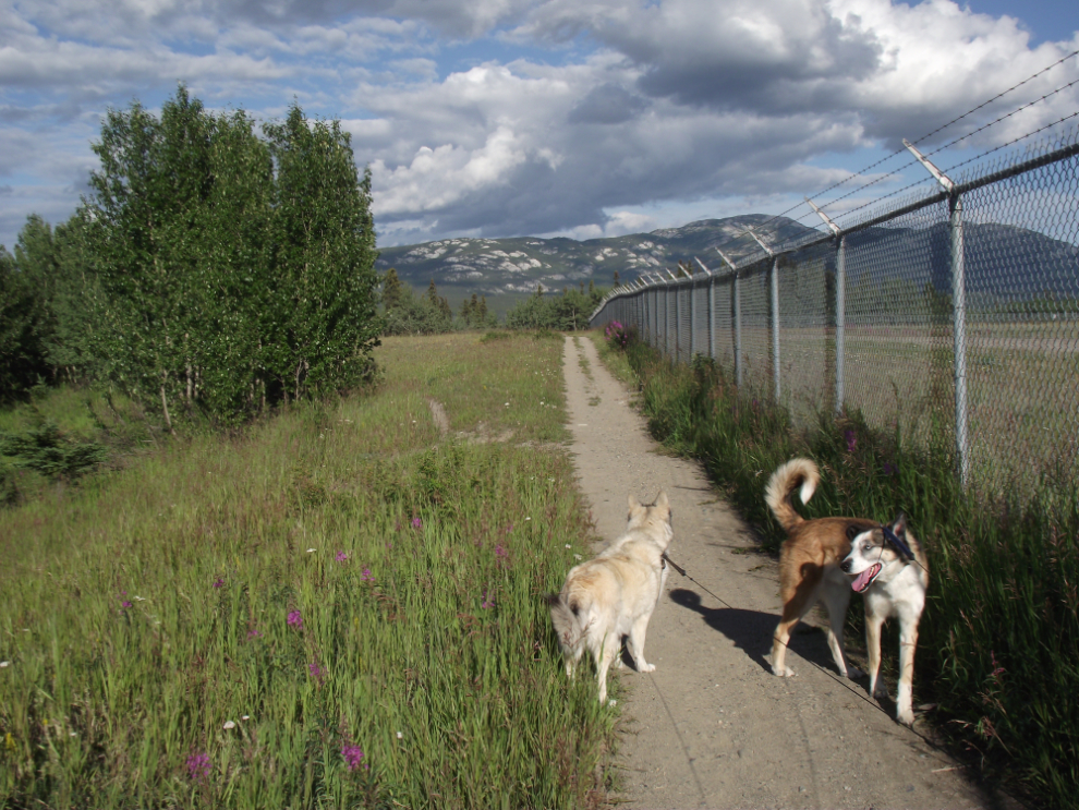 The main trail at the Whitehorse airport runs along the perimeter fence

