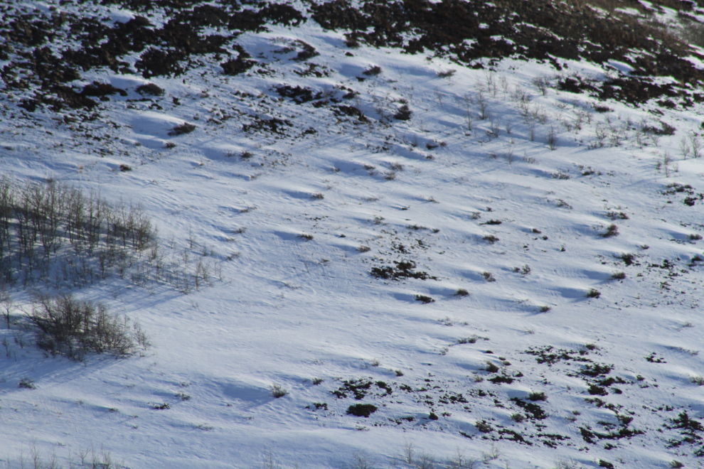 Wind erosion of snow along Windy Arm, Yukon