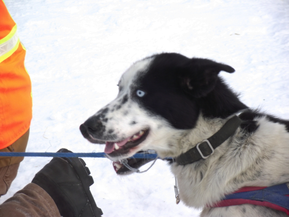 Yukon Quest sled dog race, 2011