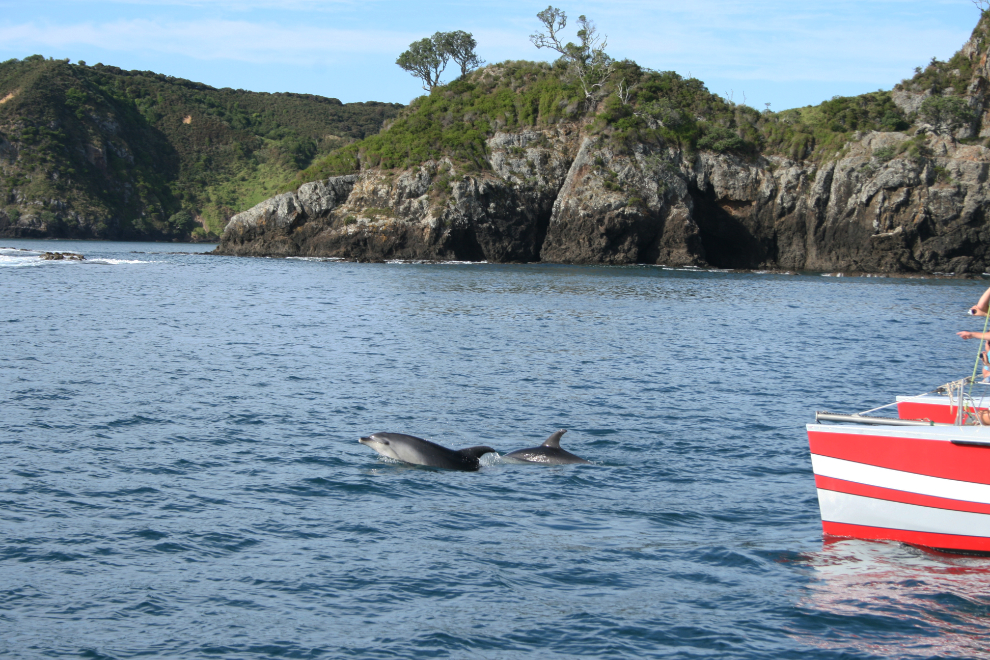 Dolphin watching in New Zealand