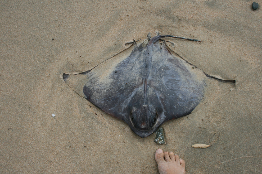 Dead ray at Maitai Bay, New Zealand