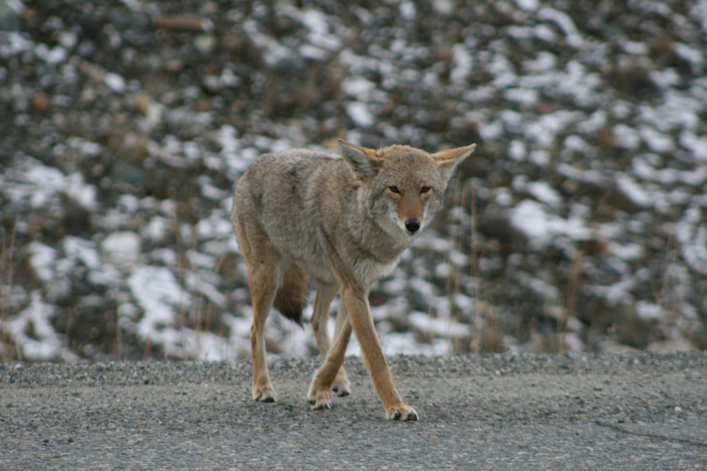 Coyote on the South Klondike Highway