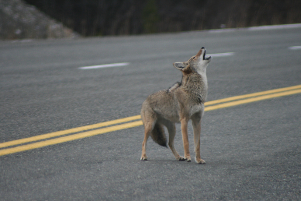 Coyote on the South Klondike Highway