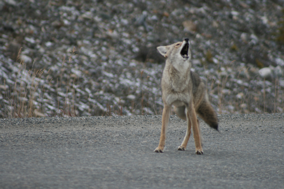 Coyote on the South Klondike Highway