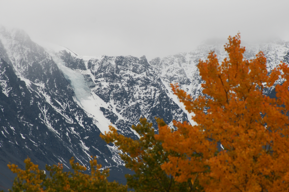 Fall colours just east of Haines Junction, with one of the Kluane Range glaciers in the background.