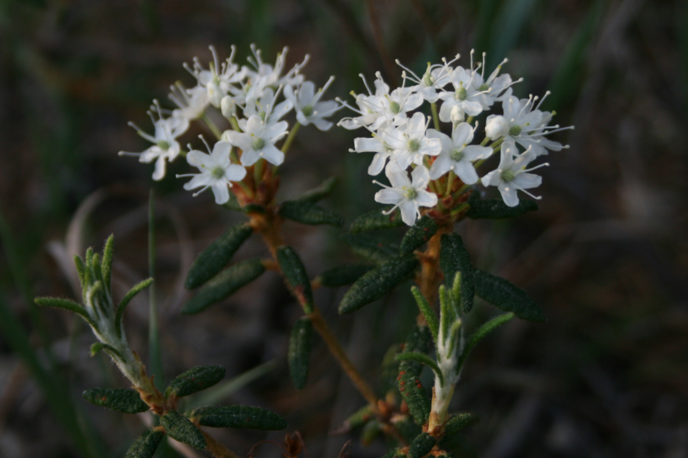 Labrador tea in our Yukon yard