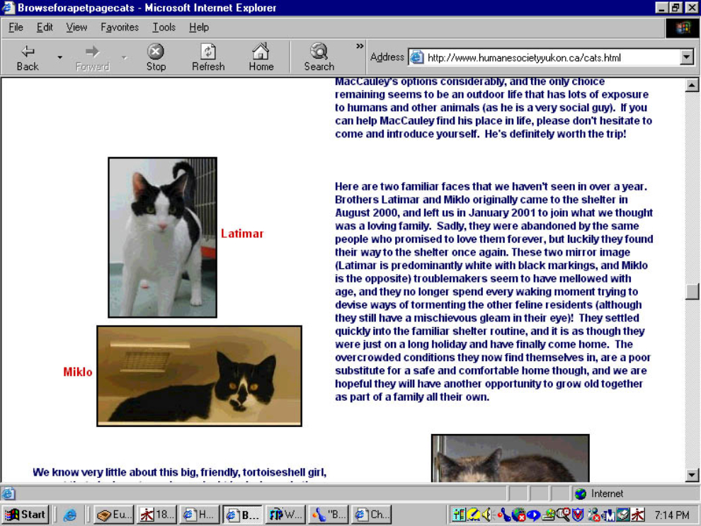 Adoption page for my feline buddy Latimer