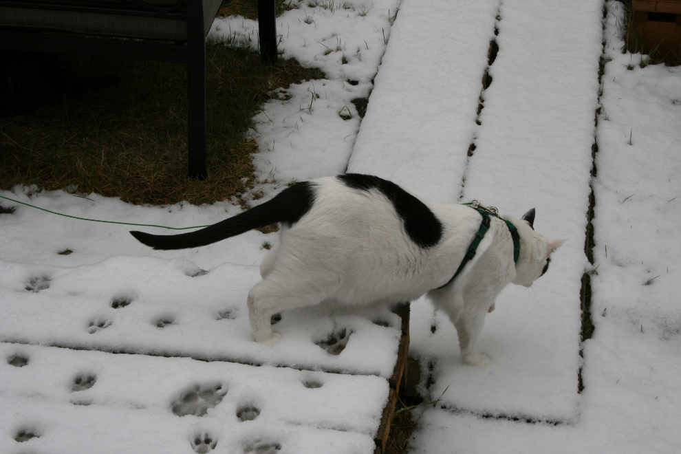 My feline buddy Latimer out in the snow