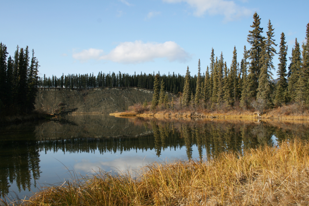 A backwater off theYukon's Mendenhall River.