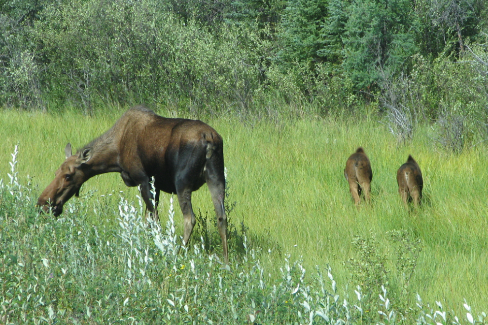 Moose cow and calves beside the Richardson Highway south of Fairbanks