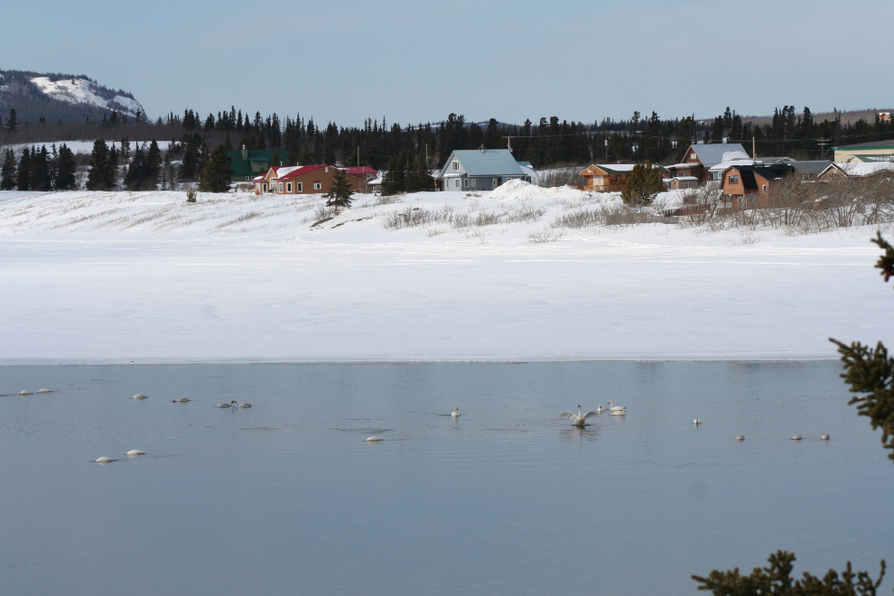 Migrating swans resting at Carcross