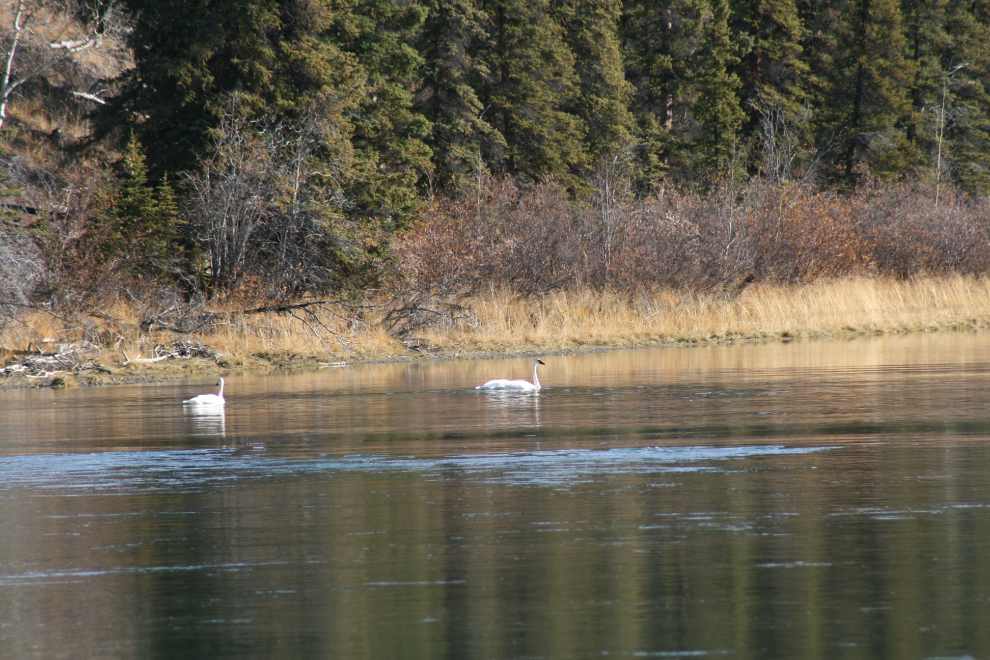 Migrating Trumpeter swans feeding on a quiet spot along the Takhini River.