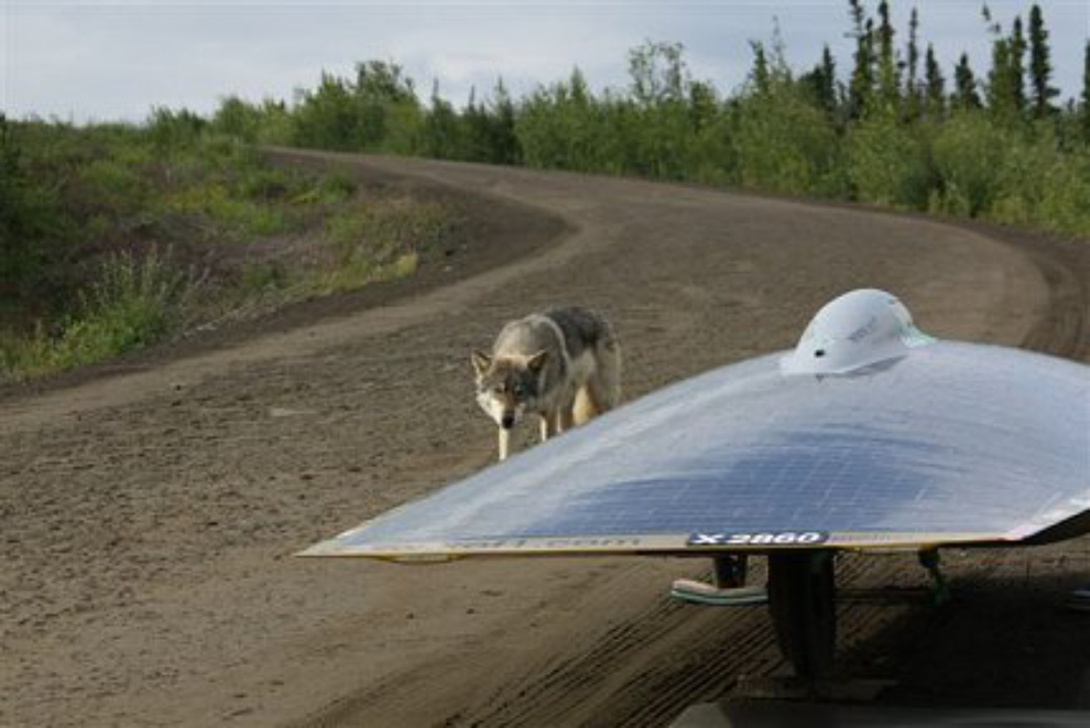 A wolf with the Power of One (Xof1) solar car