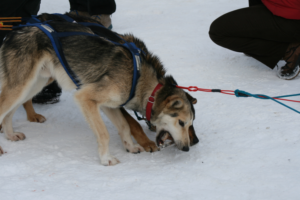 A salmon steak for the Yukon Quest 2010 athletes