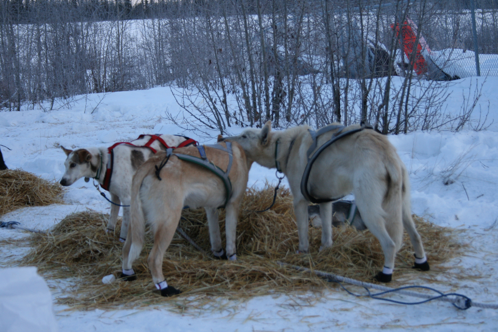 Some of Katie Davis' dogs, Yukon Quest 2010, Carmacks