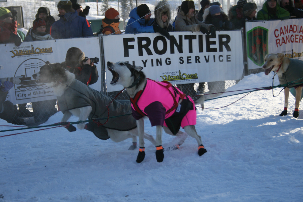 Some of Becca Moore’s dogs in Yukon Quest 2009