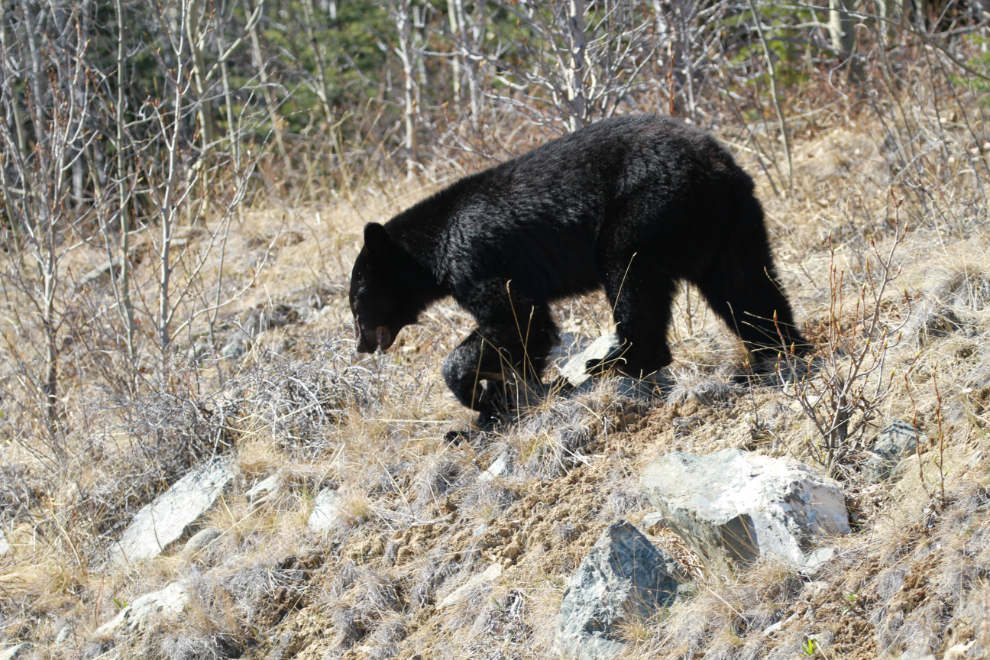 Black bear on the South Klondike Highway