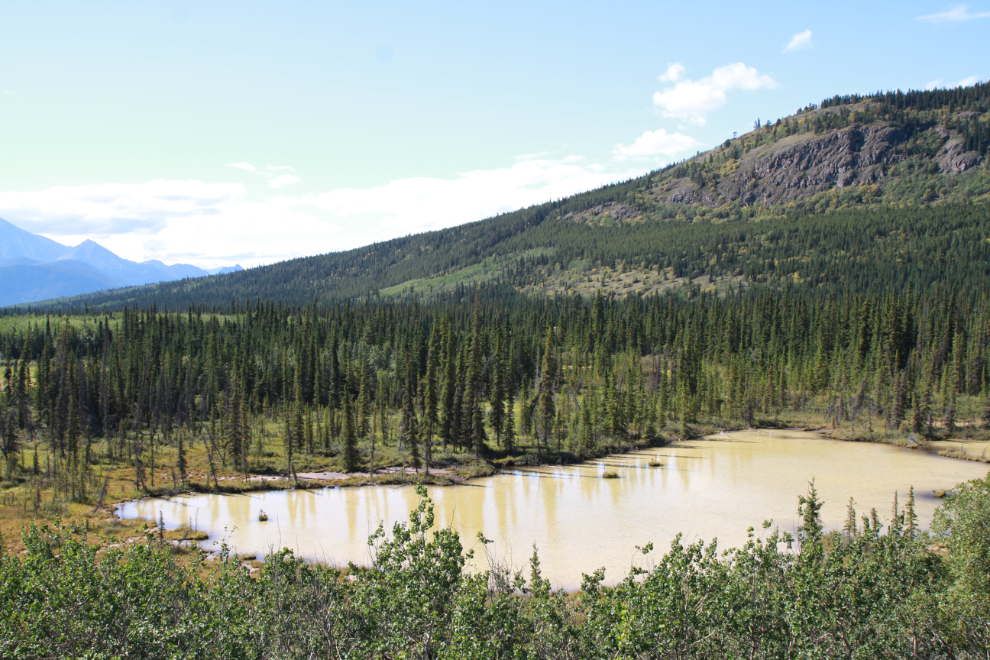 A muddy little lake north of Carcross, Yukon