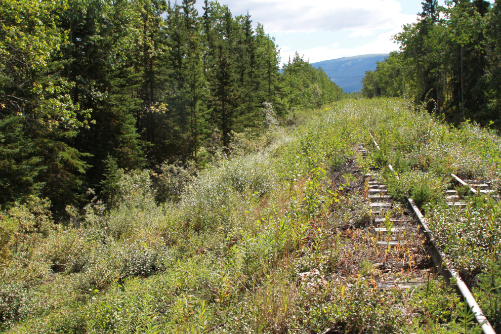 The overgrown White Pass & Yukon Route railway line between Spirit Lake and Carcross, Yukon