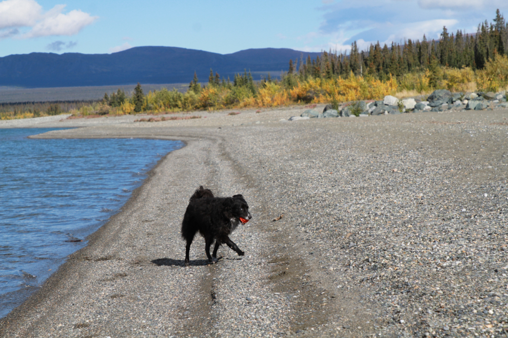 My dog Tucker playing at Kluane Lake, Yukon