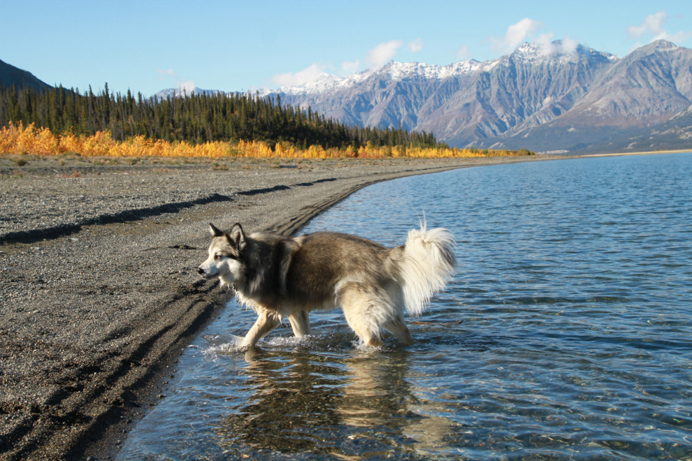 Bella getting wet at Kluane Lake, Yukon