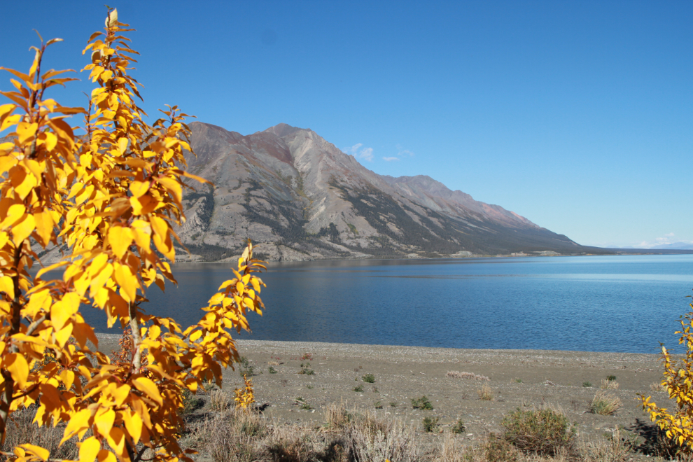 Fall colours at Congdon Creek Campground, Kluane Lake, Yukon