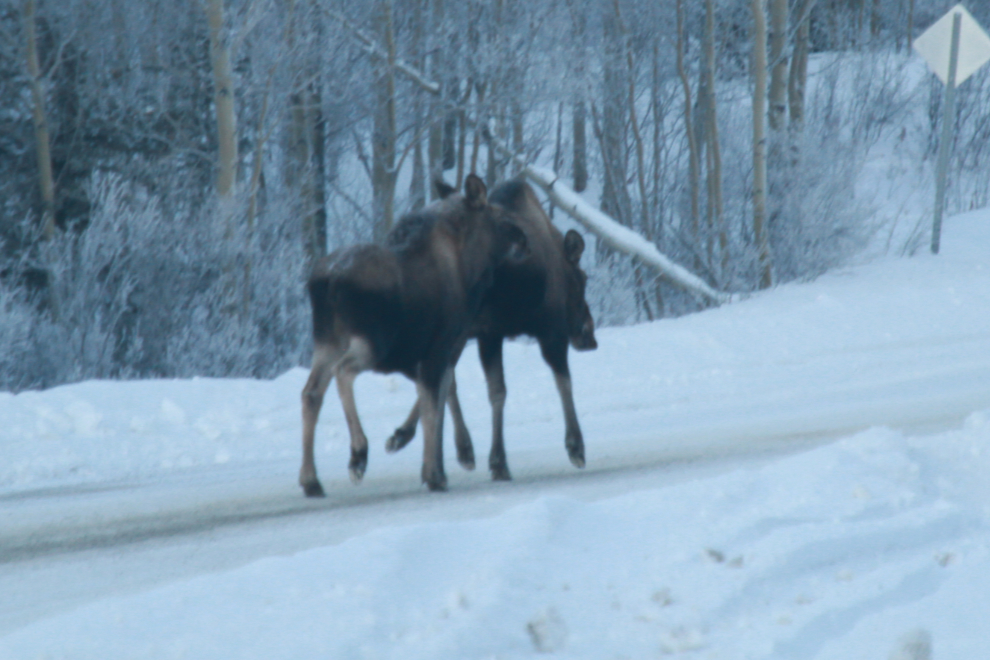 Two moose on the Fish Lake Road, Whitehorse, Yukon