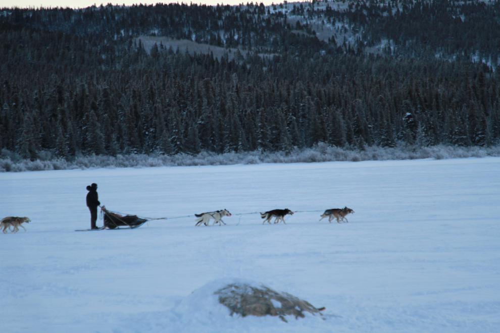 Mushing sled dogs on Fish Lake, Whitehorse, Yukon