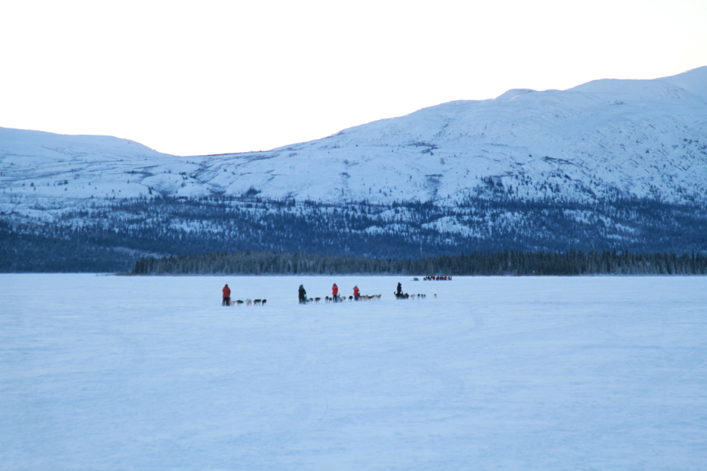  Mushing sled dogs on Fish Lake, Whitehorse, Yukon