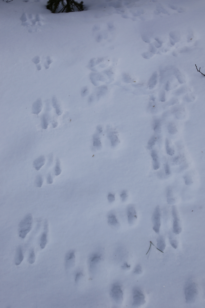 Animal tracks along the Whitehorse airport trails