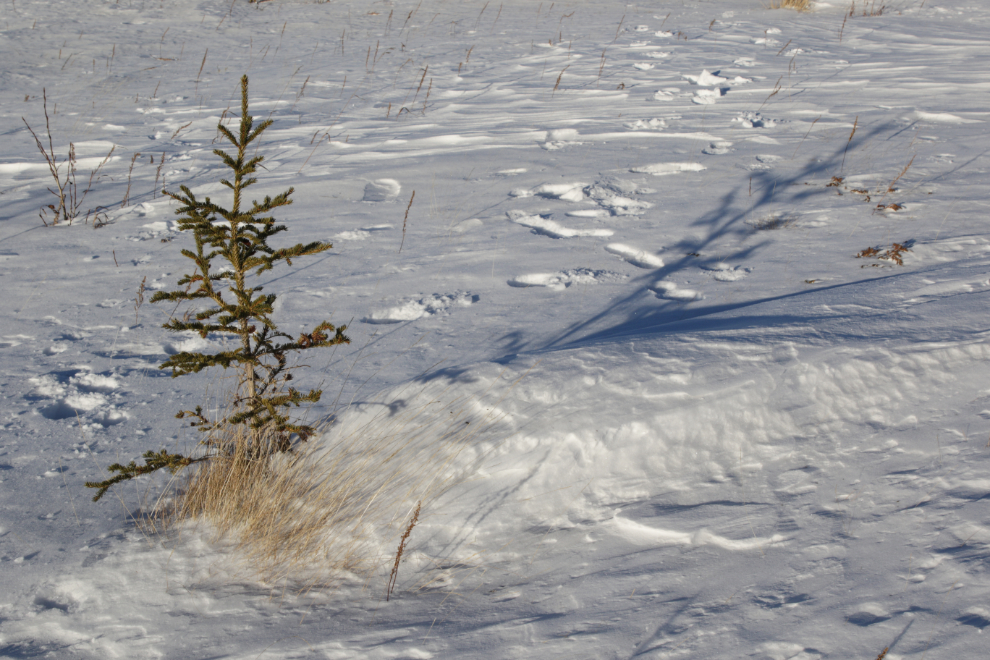 Snow and wind patterns along the Whitehorse airport trails