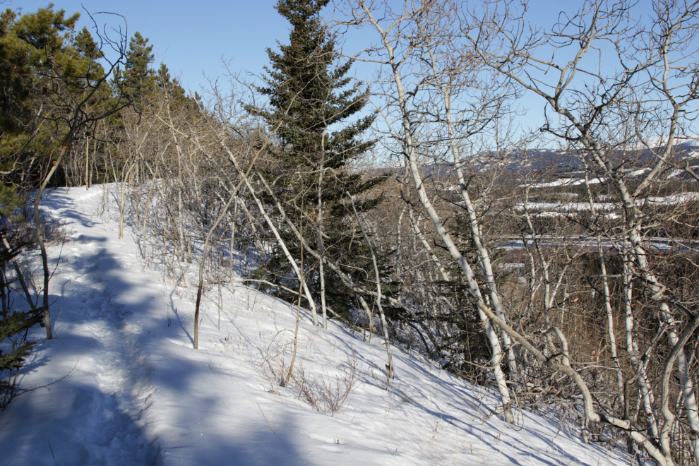 Whitehorse airport trails