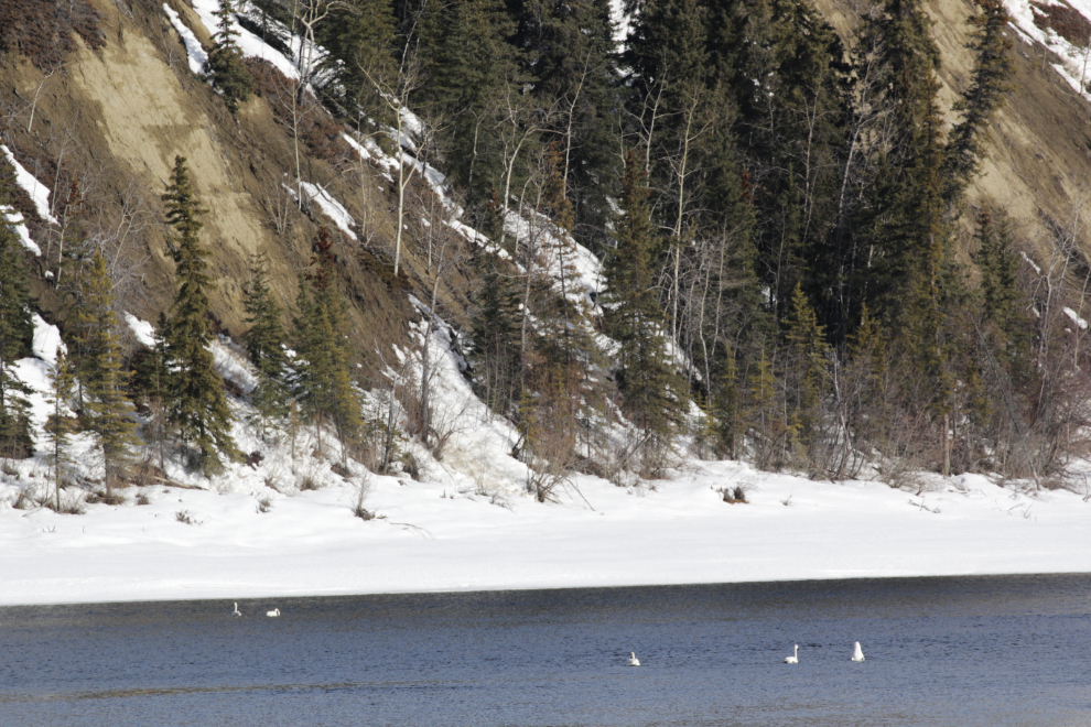 Swans on the Teslin River at Johnson's Crossing, Yukon