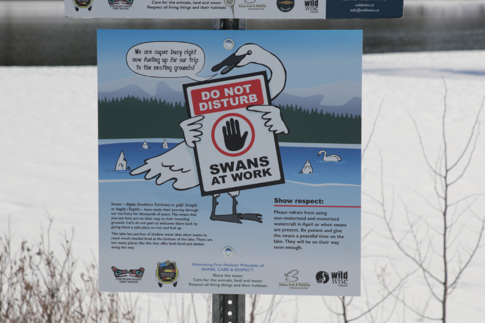 'Swans at Work' sign at Carcross, Yukon