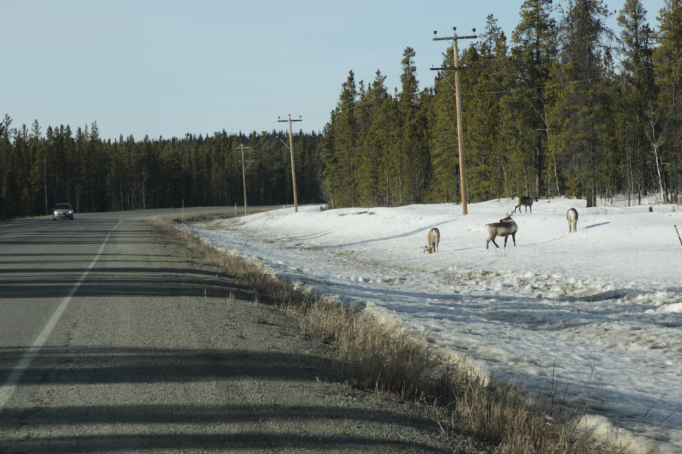 Caribou along the South Klondike Highway