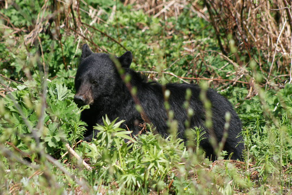 Black bear along the Stewart-Cassiar Highway