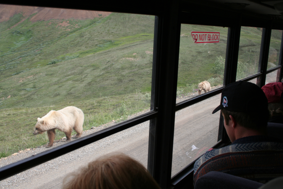 Grizzly bears seen from a tour bus in Denali National Park, Alaska