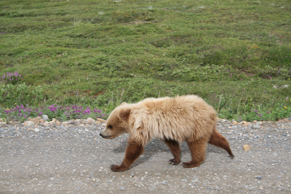 Grizzly bear cub seen from a tour bus in Denali National Park, Alaska