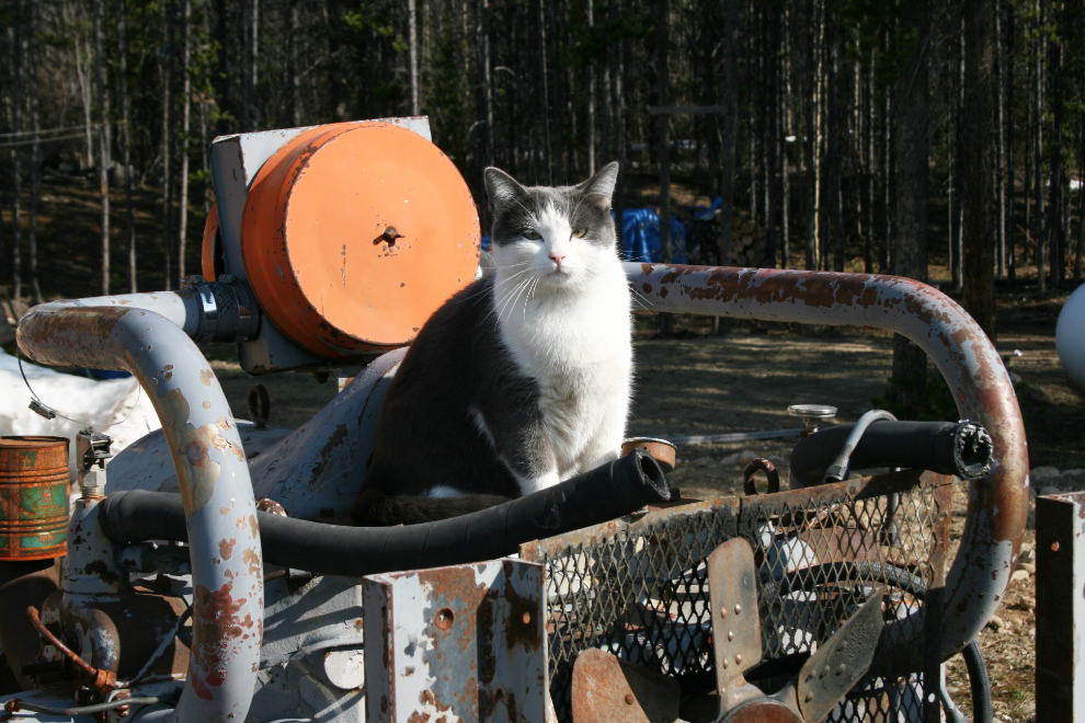 A charming cat at Jade City, BC