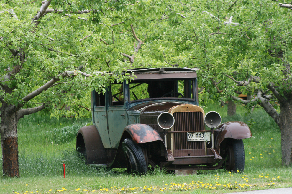 Antique car in a Keremeos, BC, orchard